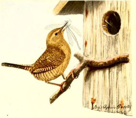Little Jenny Wren