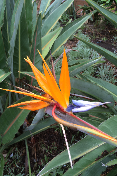 ...Bird of Paradise