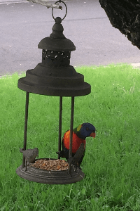 Another Bird of Paradise