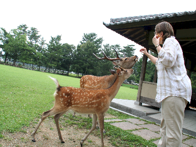 deer, Dear