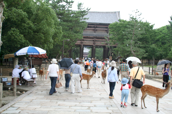 The dear deer mingle about