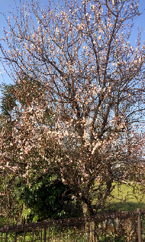 Cherry Blossoms