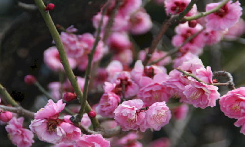 Cheery Cherry Blossoms