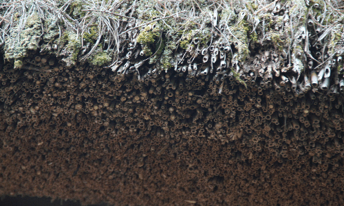 Natural reed roof
