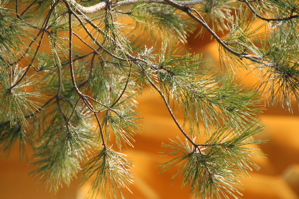 The harmony of nature and the work wrought of humans