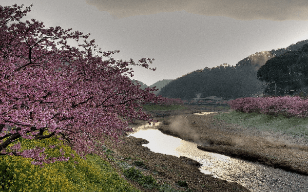 …maybe even the first cherry festival in Japan.