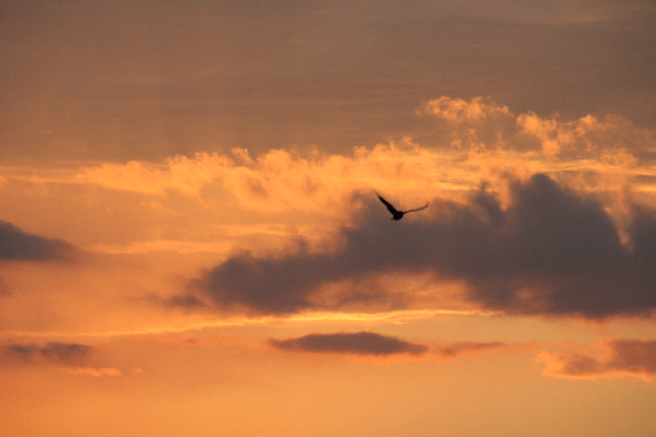 Land of the Rising Sun II