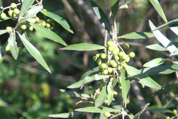 Seeds will only open to either fire or soot mixed with water