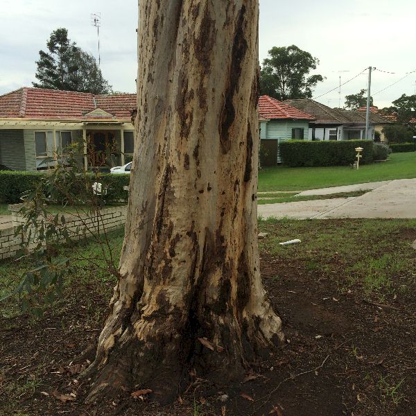 Closeup of a seemingly naked tree