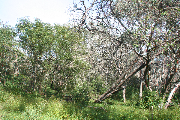 A small local forest as it might have looked a hundred years ago