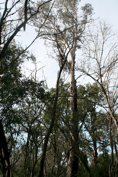 The tree looks dead, but it's not