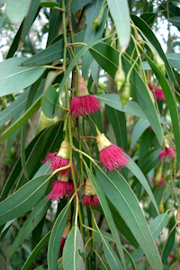 Image from Wikipedia - Eucalyptus leucoxylon var. ‘Rosea’ showing flowers and buds with operculum present