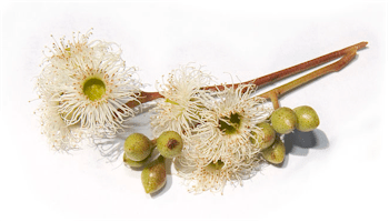 Image from Wikipedia - Eucalyptus melliodora, showing flowers and opercula