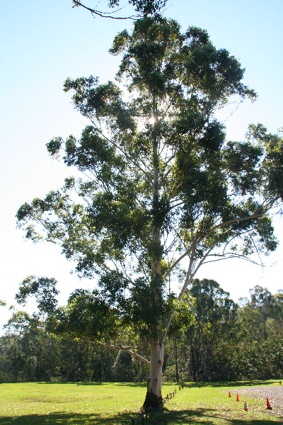 Gum Tree (a species of eucalyptus) where the Bellbirds feed