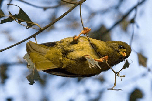 Leaf size Bell Bird