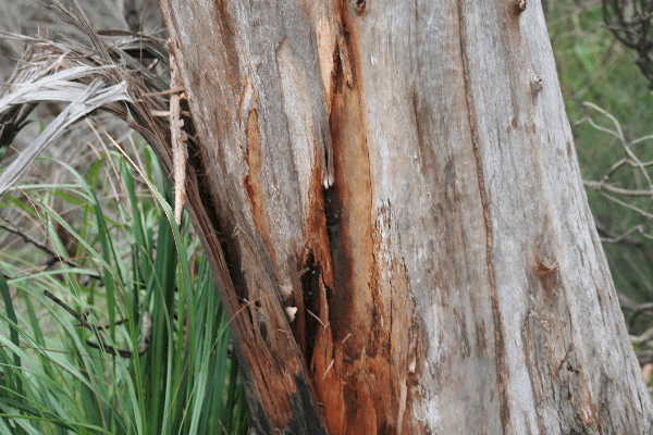 The Mysterious Eucalyptus