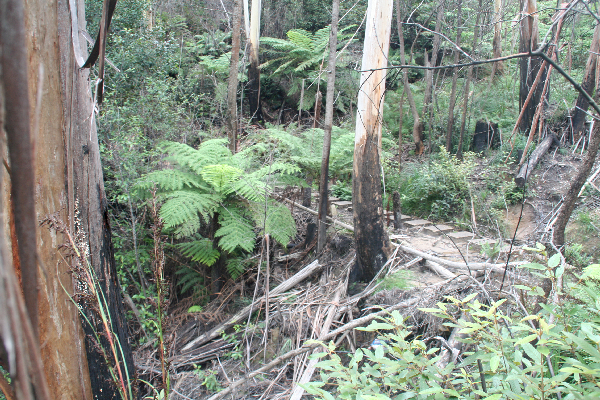 Inside the Living Forest