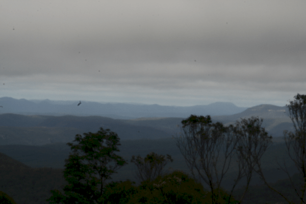 Bird of Prey Over The Blue Mountains