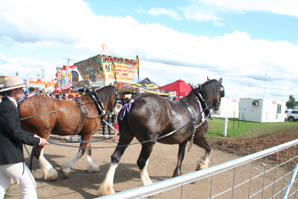 ...Clydesdale Horses too!