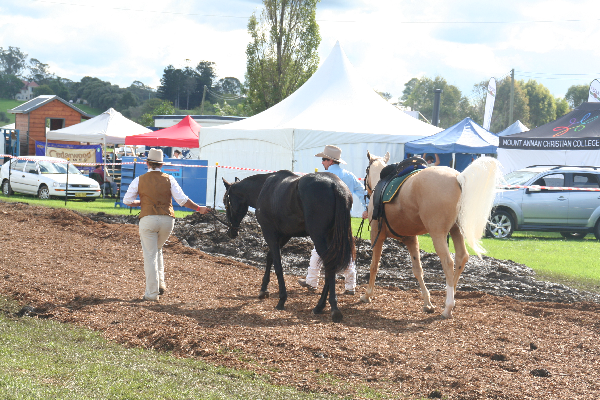 Beautiful Horses and...