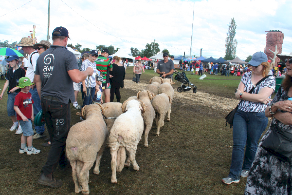 There the sheep again heading for shearing