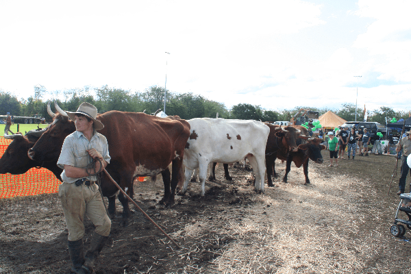 Cattleman Cattle Cart Hauling