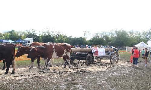 20 Cattle Cart Team :)