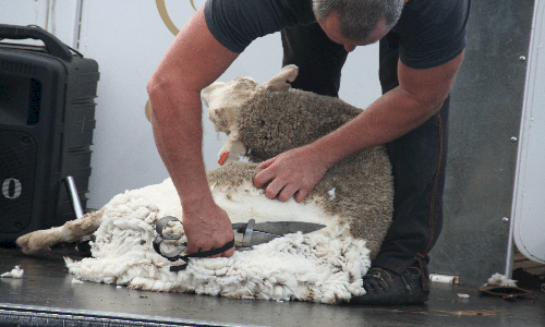 Close Shave Sheep Shearer!