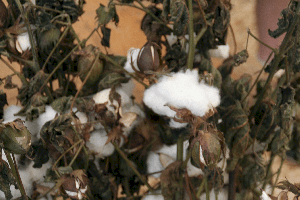 Cotton & Wool Displays