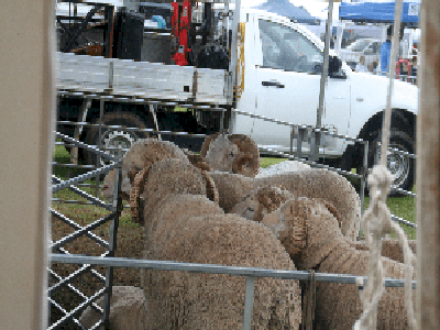 Some baaad Sheepies :)
