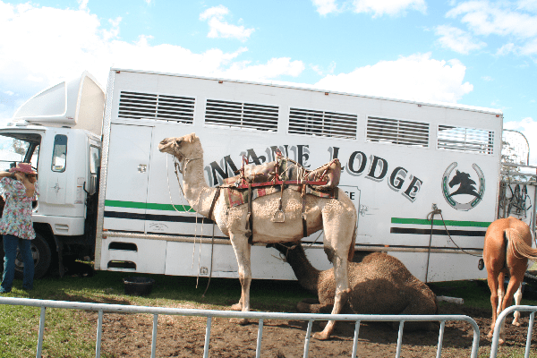 Well yes, camels. We missed the camel race, pooh. :(