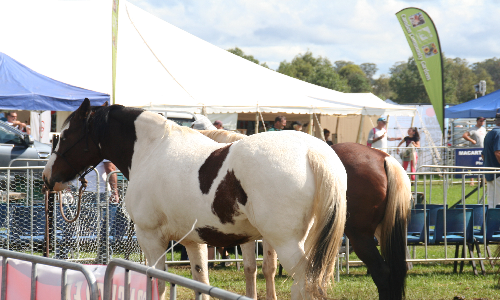 Painted Pony