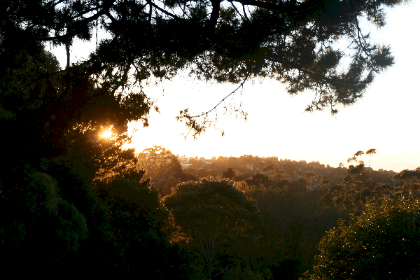 Good Morning from our cottage deck in the Blue Mountains