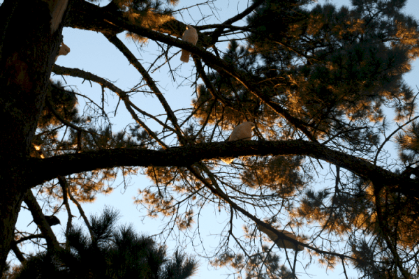 Four Cockatoos