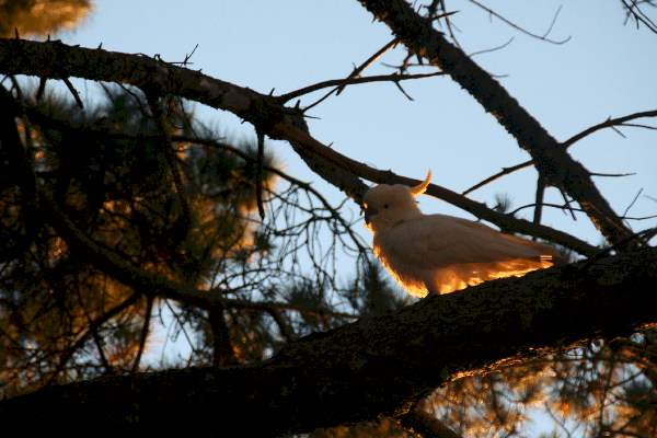 Strutting Stuff