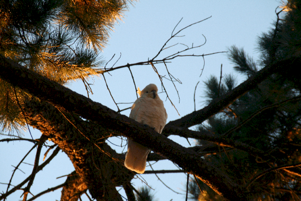 See how high I can sit in the tree!