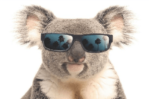 Guhday mates from Dahni, Your Aussie Koala tour guide Down Under