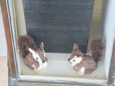 Little Aussie squirrels picture, for  my sister Carol Lee