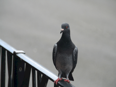 And the pigeons enjoyed your crumbs :)
