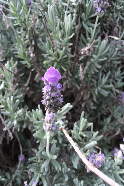 Love_Lavender