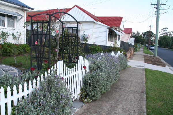 Lavender along the fence line