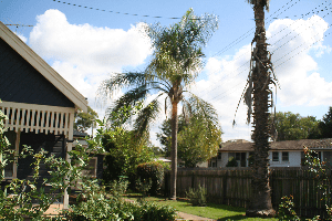 Palm trees