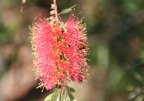 Bottle Brush