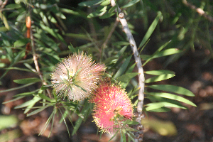 Bottle Brush II