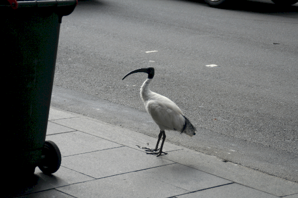 Bird Walking Downtown (Sydney)