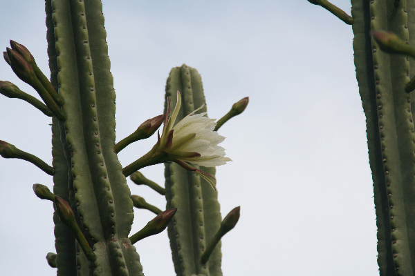 Blooming Cactus (Camden)