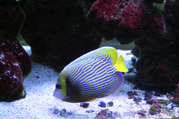 Pretty Fish (Tank)