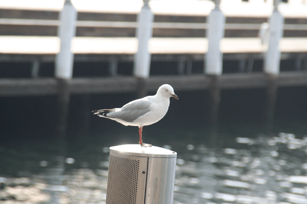 Just Standing Around (Sydney)
