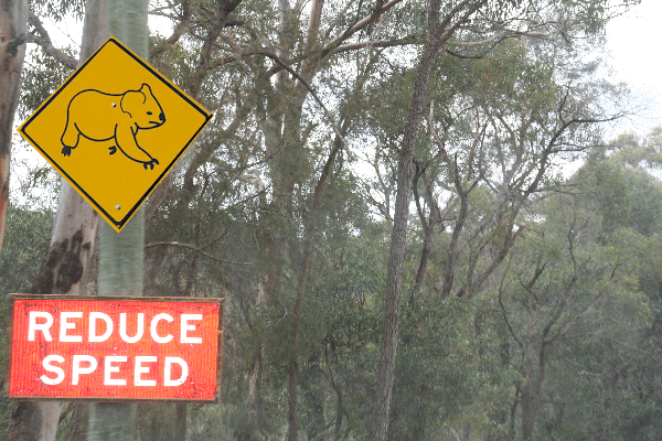 Koala Crossing