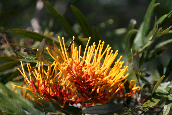 A neighbor's tree on Little St., Camden, NSW, Australia 